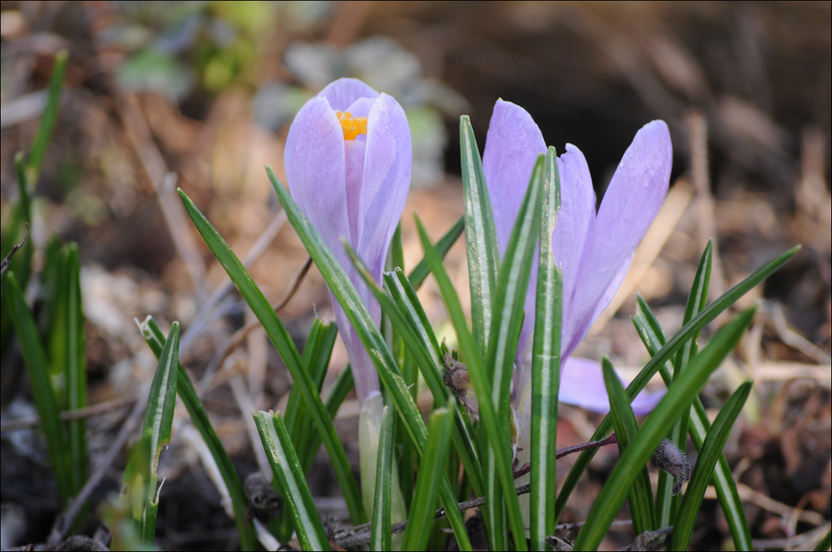 Crocus